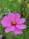 Cosmos bipinnatus 'Mélange' - La pépinière d'Agnens