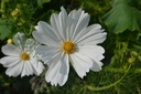Cosmos bipinnatus 'Mélange' - La pépinière d'Agnens