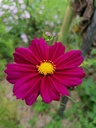 Cosmos bipinnatus 'Mélange' - La pépinière d'Agnens