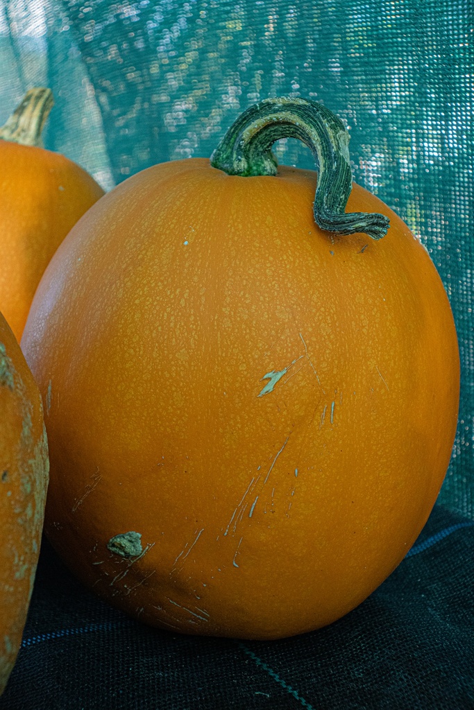 Courge à fruits moyens 'Halloween Mascarade' - La pépinière d'Agnens