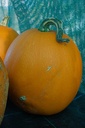 Courge à fruits moyens 'Halloween Mascarade' - La pépinière d'Agnens