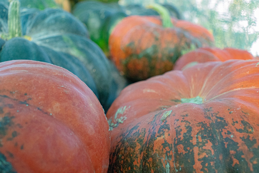 Courge à gros fruits 'Rouge vif d'Etampes' - La pépinière d'Agnens
