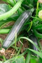 Courgette à fruits long 'Grey Zucchini' - La pépinière d'Agnens