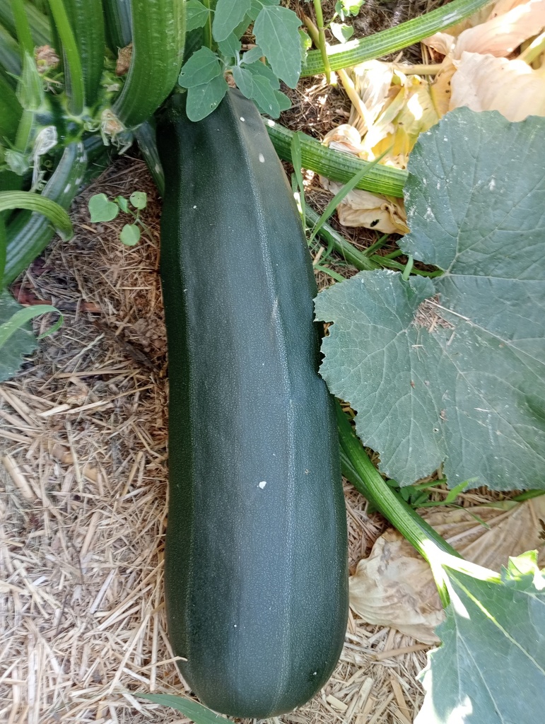 Courgette à fruits long 'Grey Zucchini' - La pépinière d'Agnens