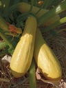 Courgette à fruits moyen 'Beurrée jaune' - La pépinière d'Agnens
