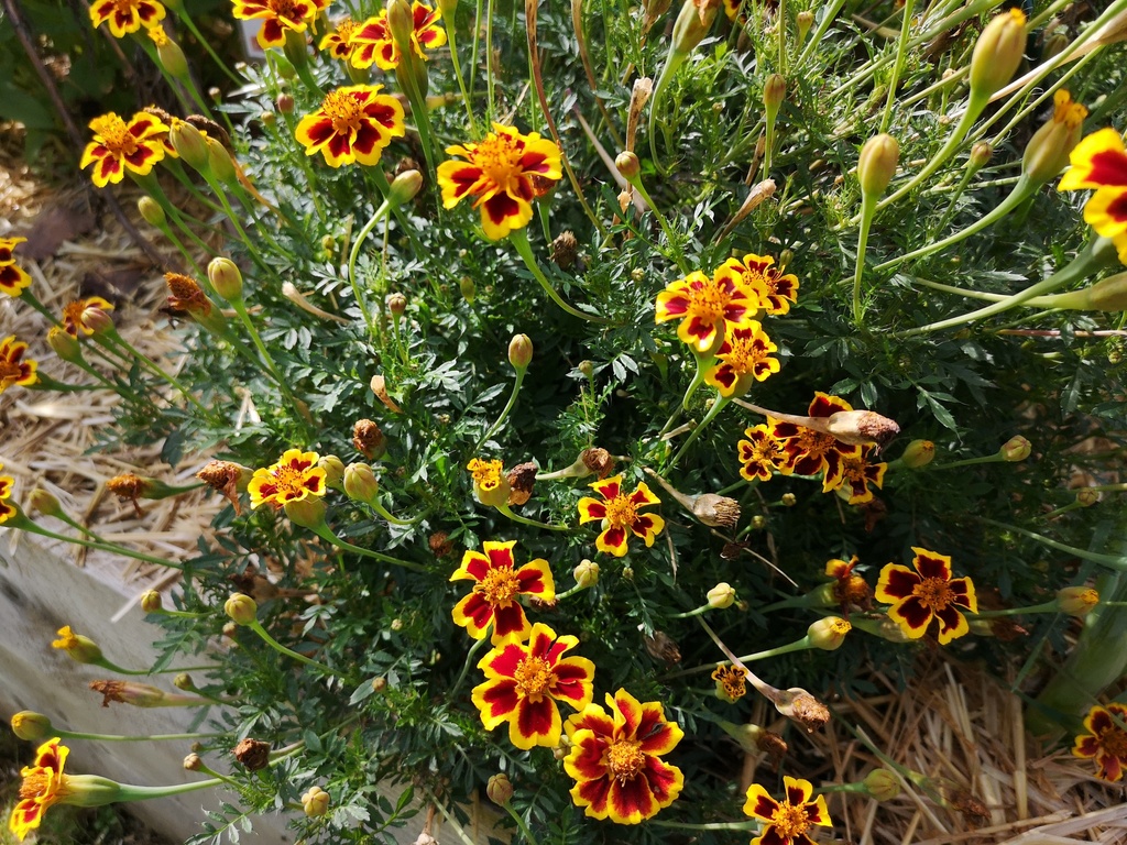 Tagetes tenuifolia 'Eriswil' - La Pépinière d'Agnens