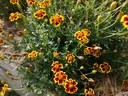 Tagetes tenuifolia 'Eriswil' - La Pépinière d'Agnens