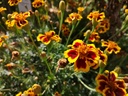 Tagetes tenuifolia 'Eriswil' - La Pépinière d'Agnens