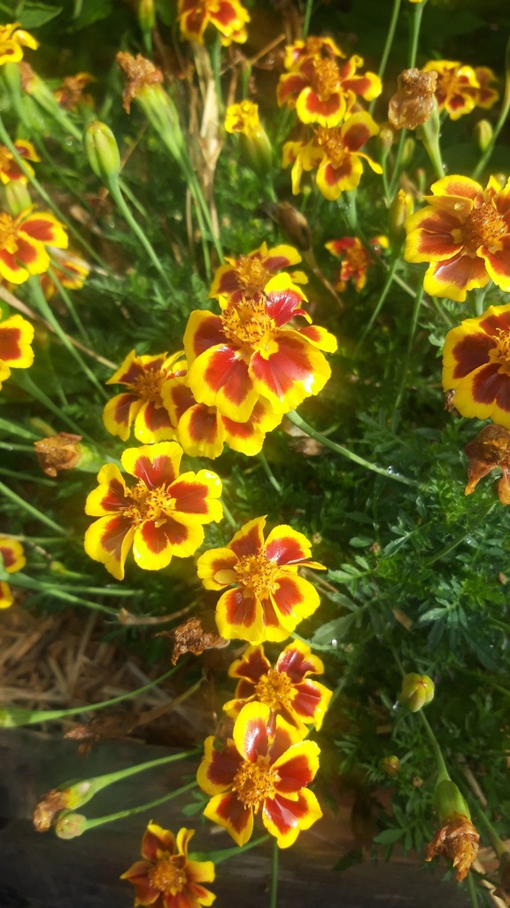 Tagetes tenuifolia 'Eriswil' - La Pépinière d'Agnens