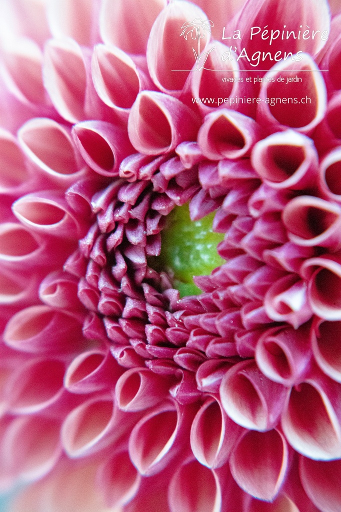 Dahlia ball 'Copper Boy'- La pépinière d'Agnens