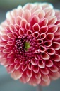 Dahlia ball 'Copper Boy' - La Pépinière d'Agnens