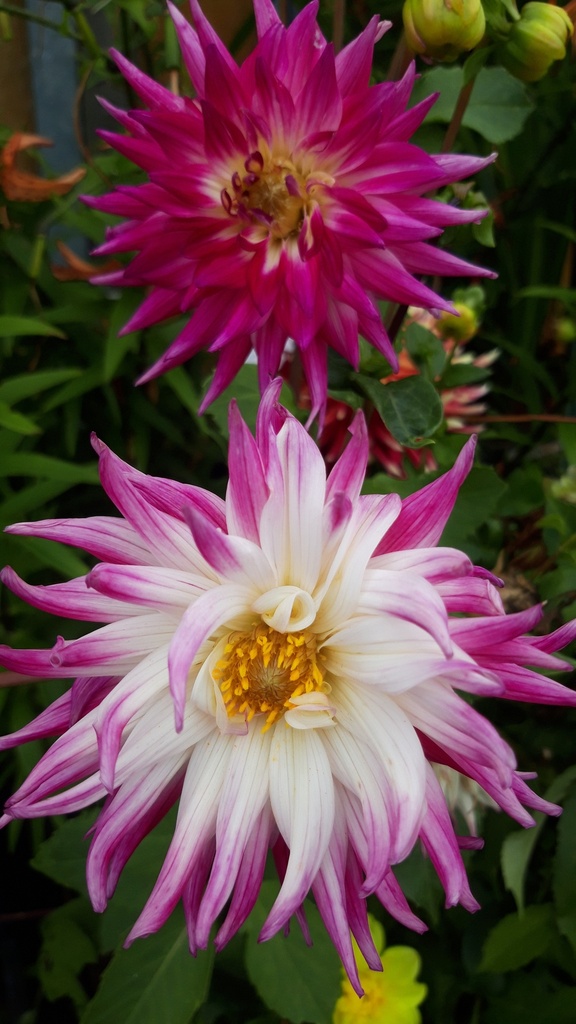 Dahlia cactus 'Dutch Explosion' - La Pépinière d'Agnens