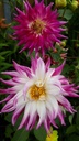 Dahlia cactus 'Dutch Explosion' - La Pépinière d'Agnens