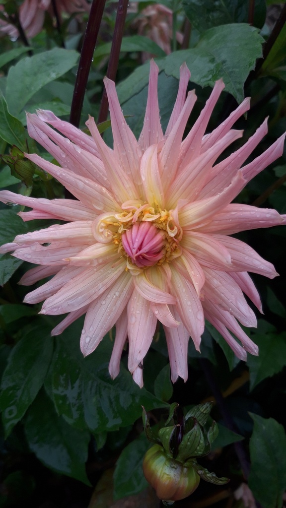 Dahlia cactus 'Préférence' - La Pépinière d'Agnens