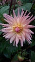 Dahlia cactus 'Préférence' - La Pépinière d'Agnens