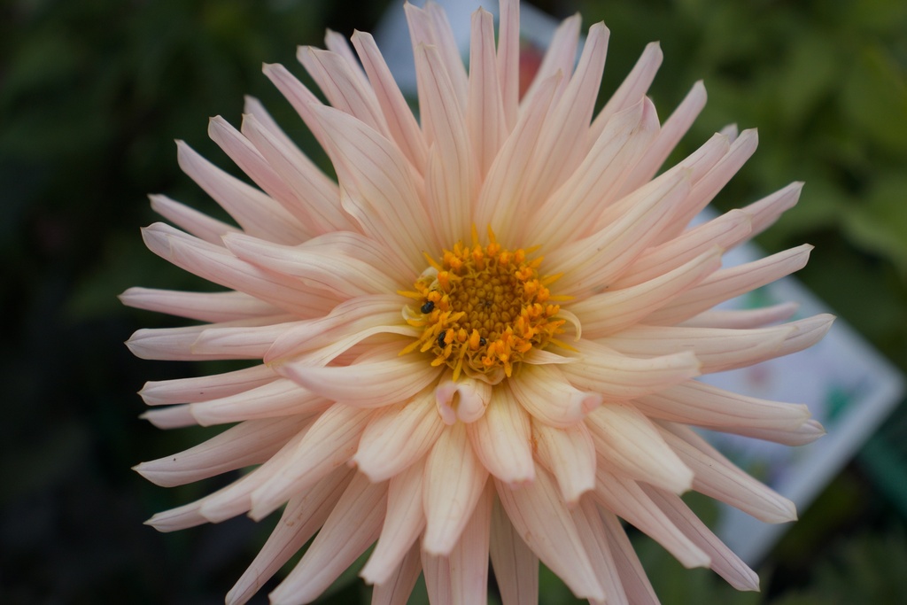 Dahlia cactus 'Préférence' - La Pépinière d'Agnens