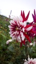 Dahlia cactus 'Rebecca's World' - La Pépinière d'Agnens