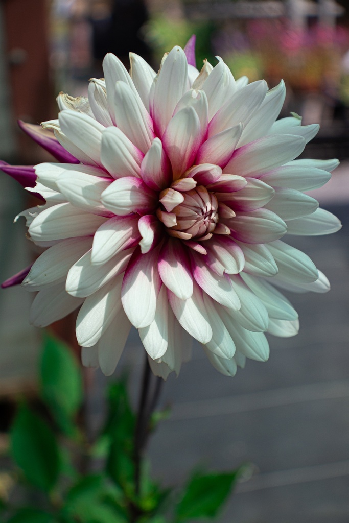 Dahlia cactus 'Rebecca's World' - La Pépinière d'Agnens