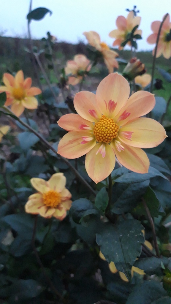 Dahlia collerette 'Kelsey Annie Joy' - La Pépinière d'Agnens