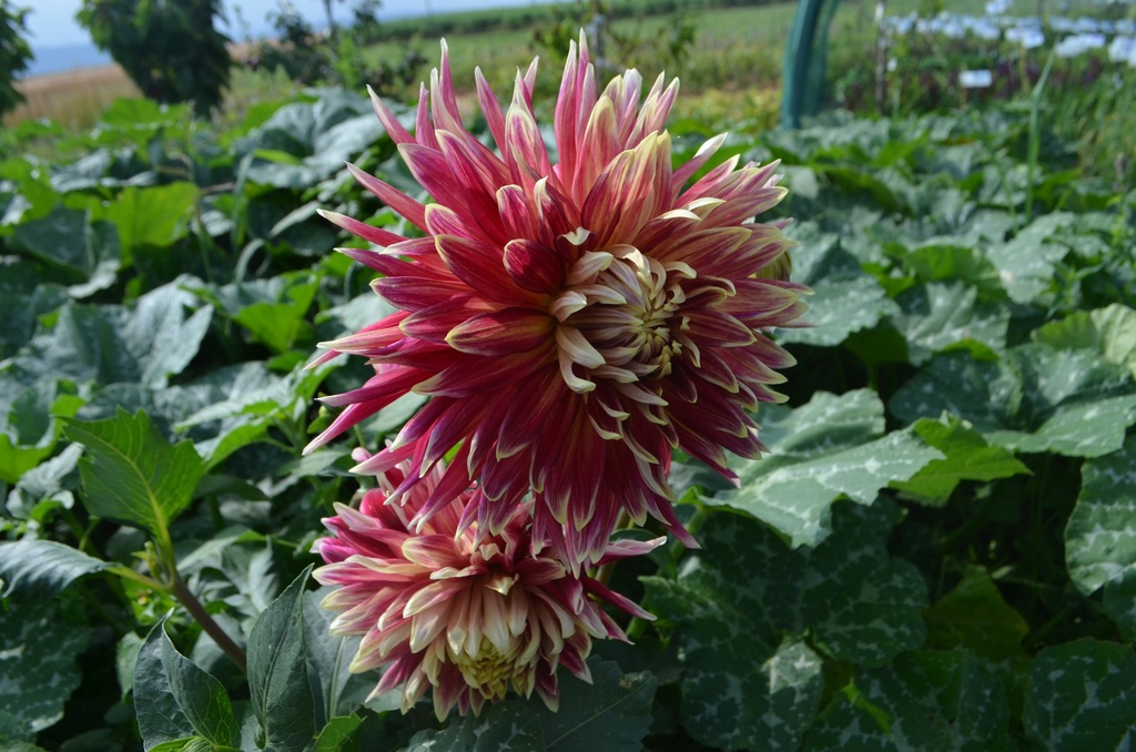 Dahlia décoratif 'Akita' - La Pépinière d'Agnens