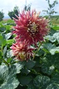 Dahlia décoratif 'Akita' - La Pépinière d'Agnens