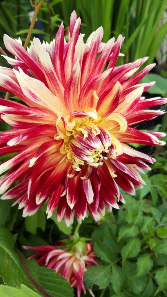 Dahlia décoratif 'Akita' - La Pépinière d'Agnens