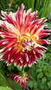 Dahlia décoratif 'Akita' - La Pépinière d'Agnens