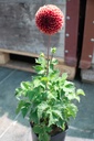 Dahlia ball 'Copper Boy'- La pépinière d'Agnens