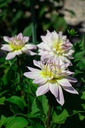 Dahlia décoratif 'Crazy Love' - La Pépinière d'Agnens