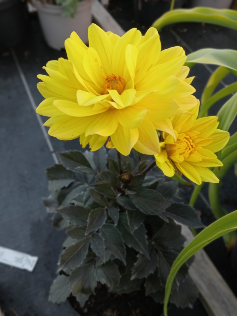Dahlia décoratif 'Météorite' - La Pépinière d'Agnens