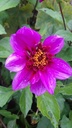 Dahlia fleur d'anémone 'Blue Bayou' - La Pépinière d'Agnens