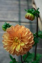 Dahlia pompon 'Souvenir D'été' - La Pépinière d'Agnens