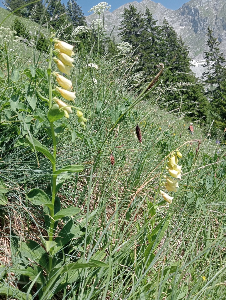 Digitalis grandiflora - La Pépinière d'Agnens