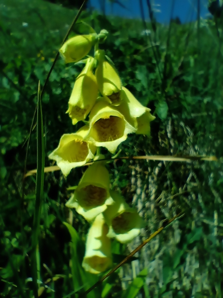 Digitalis grandiflora - La Pépinière d'Agnens