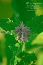 Agastache rugosa - La Pépinière D'agnens