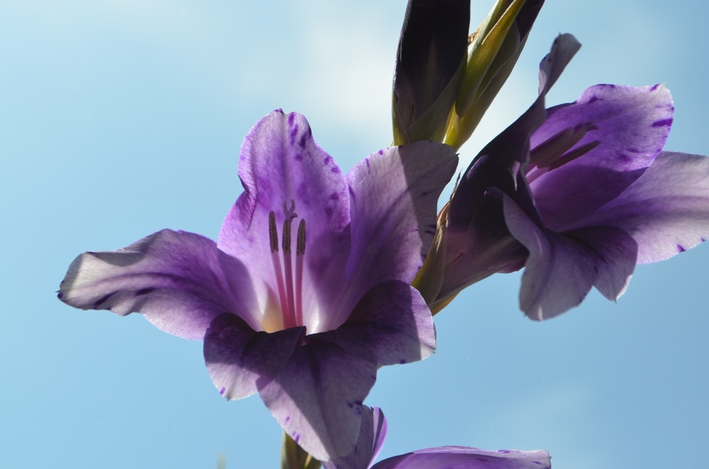Gladiolus grandes fleurs 'Passos' - La pépinière d'Agnens