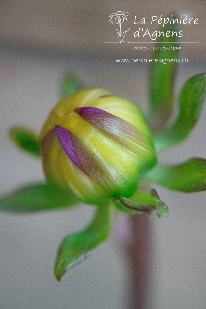 Dahlia cactus 'Rebecca's World'- La pépinière d'Agnens