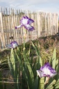 Iris germanica 'Violet-blanc' - La Pépinière d'Agnens