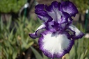 Iris germanica 'Violet-blanc' - La Pépinière d'Agnens