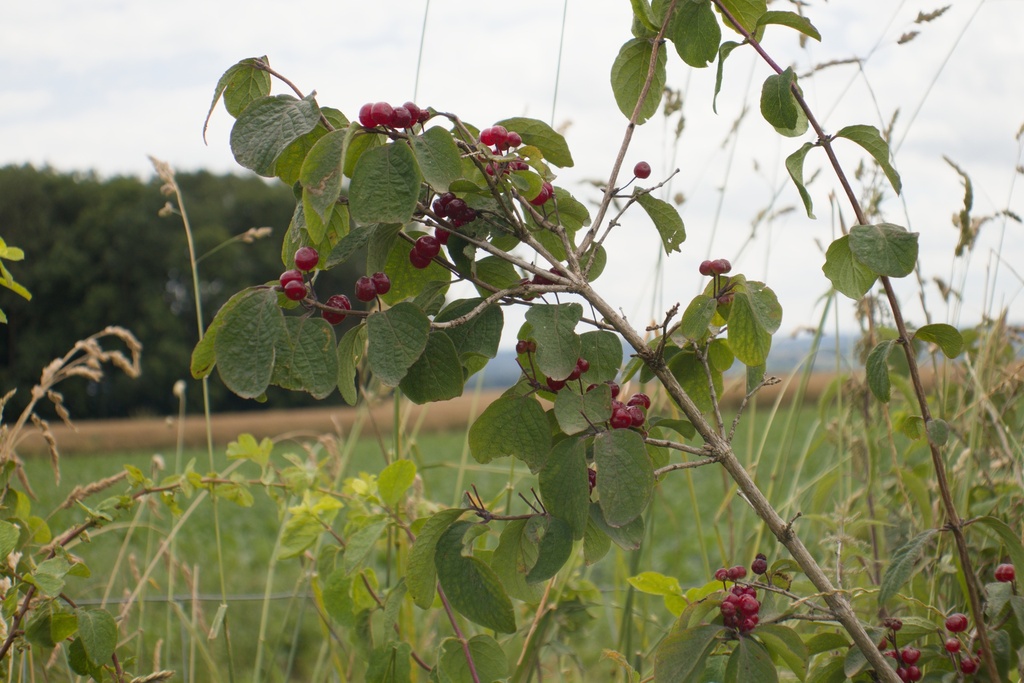 Lonicera xylosteum - La Pépinière d'Agnens