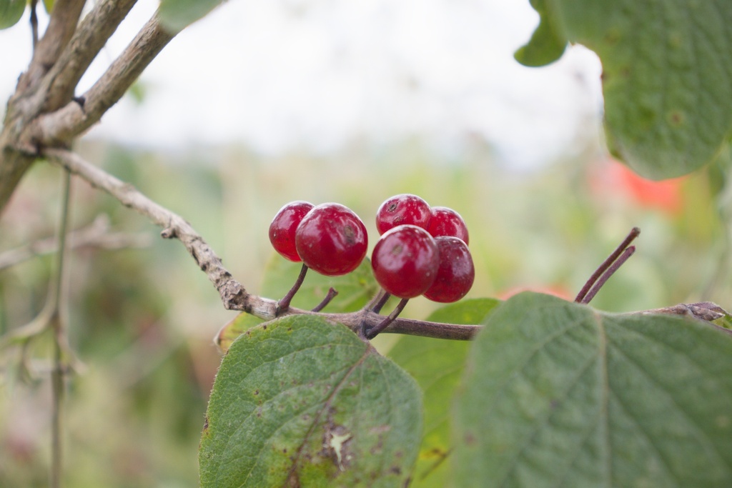 Lonicera xylosteum - La Pépinière d'Agnens