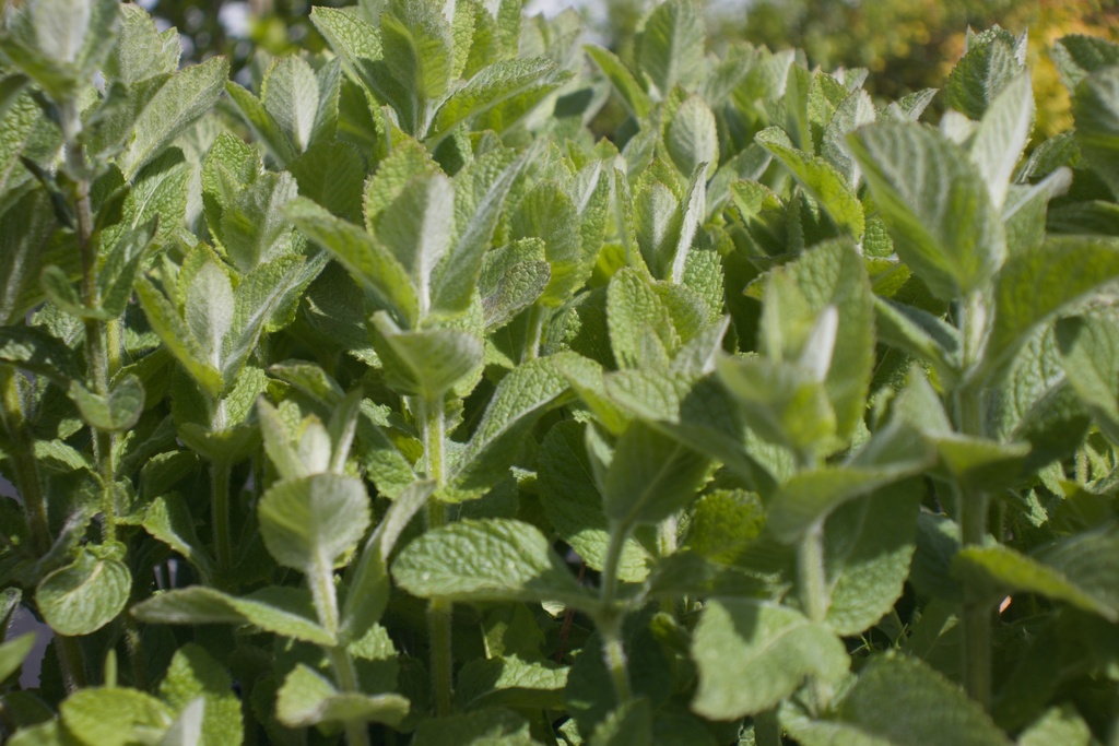 Mentha spicata 'Weinminze' - La Pépinière d'Agnens