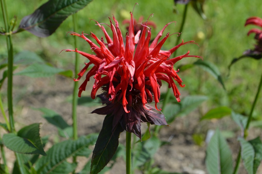 Monarda hybride 'Jacob Cline' - La pépinière d'Agnens