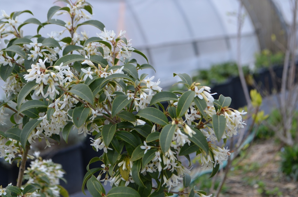 Osmanthus x burkwoodii - La pépinière d'Agnens