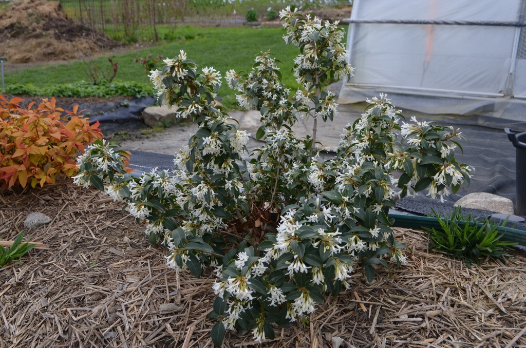 Osmanthus x burkwoodii - La pépinière d'Agnens
