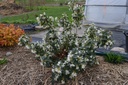 Osmanthus x burkwoodii - La pépinière d'Agnens