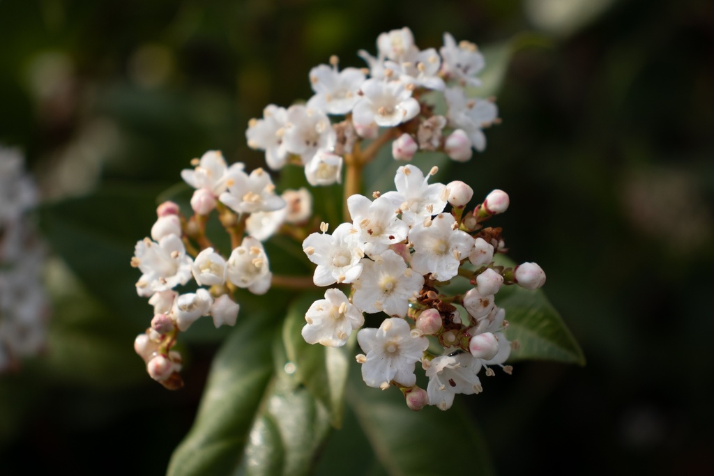 Osmanthus x burkwoodii - La pépinière d'Agnens