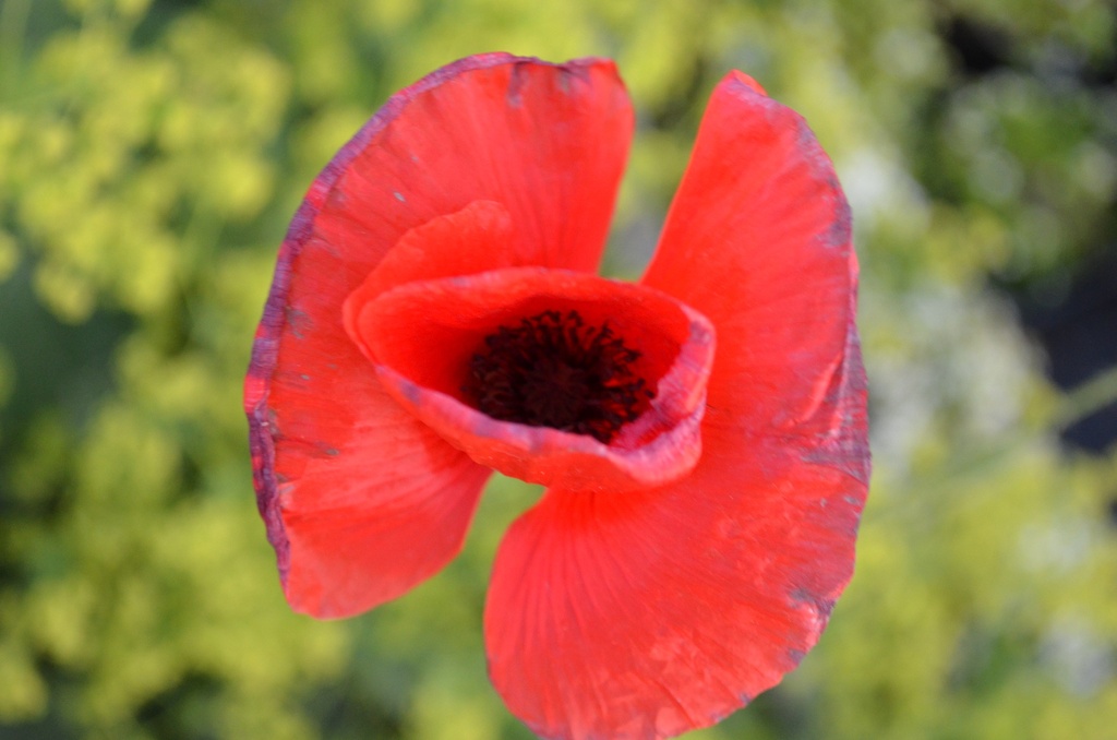 Papaver rhoeas - La pépinière d'Agnens