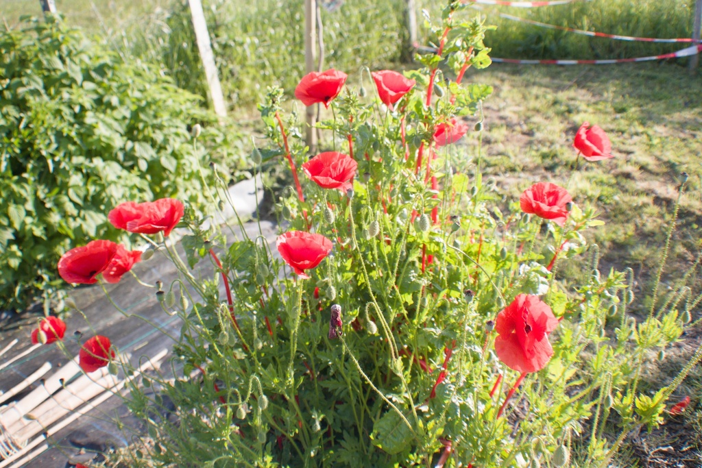 Papaver rhoeas - La pépinière d'Agnens