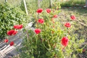 Papaver rhoeas - La pépinière d'Agnens